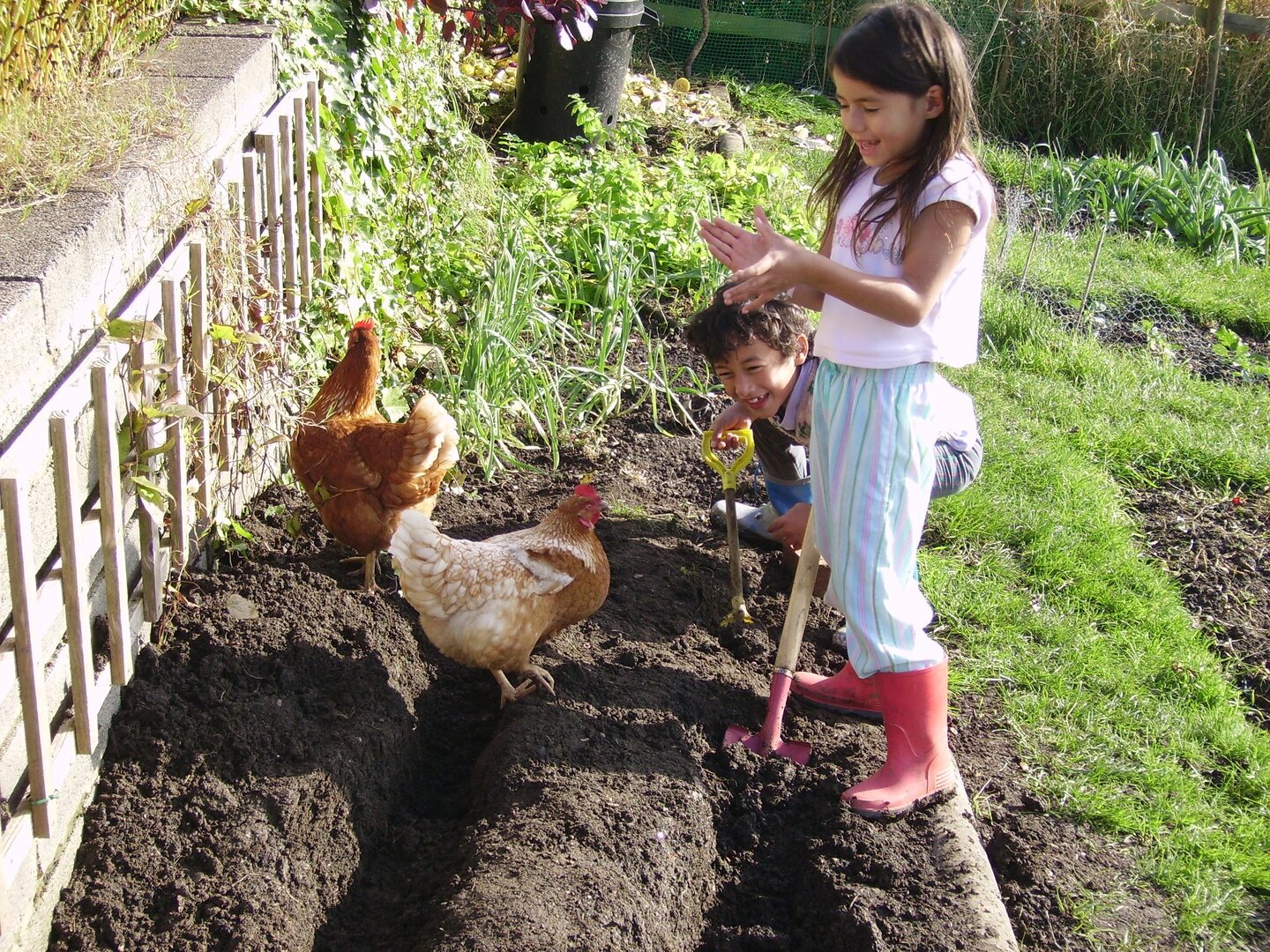 081024 cucklington digging with chickens 006.jpg