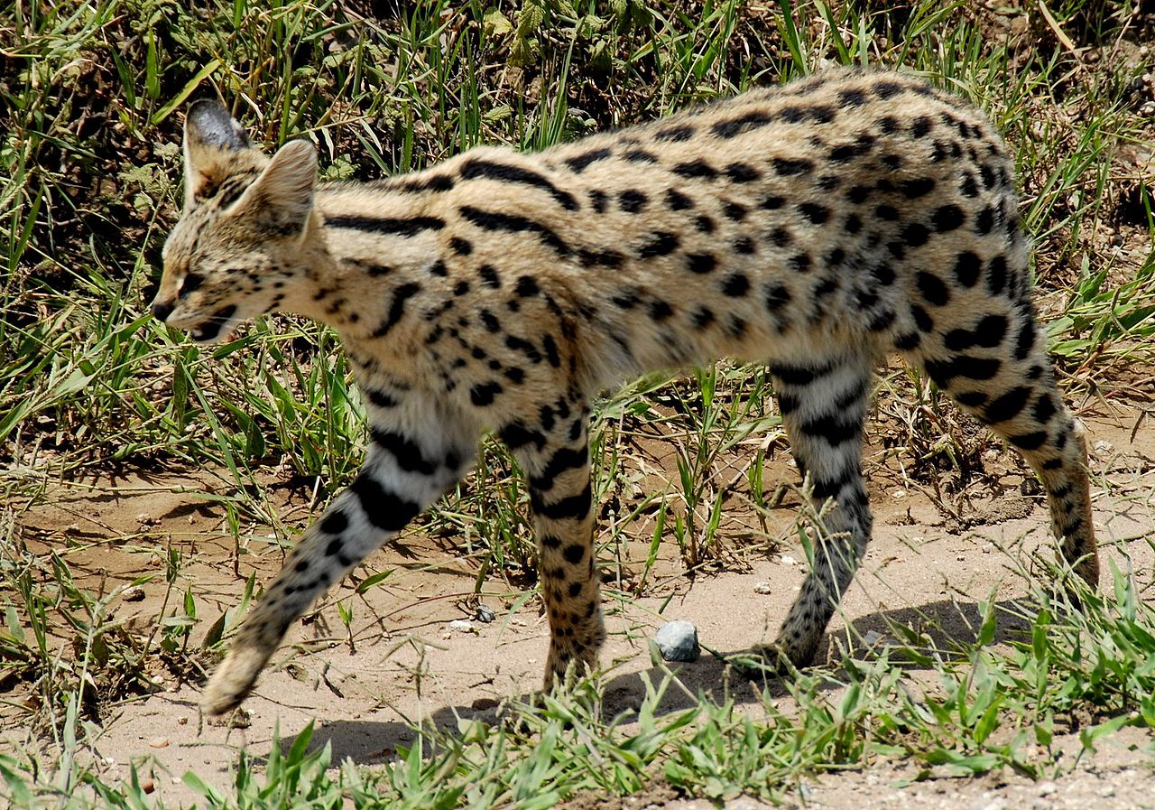 1280px-Leptailurus_serval_-Serengeti_National_Park,_Tanzania-8.jpg