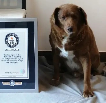 Bobi-with-his-Guinness-World-Records-certificate_tcm25-736303~2.jpg