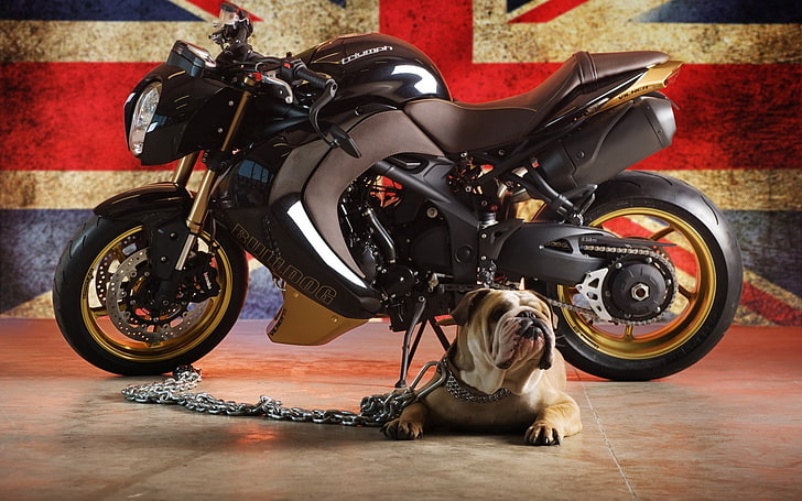 bulldog-dog-triumph-flag-wallpaper-preview.jpg