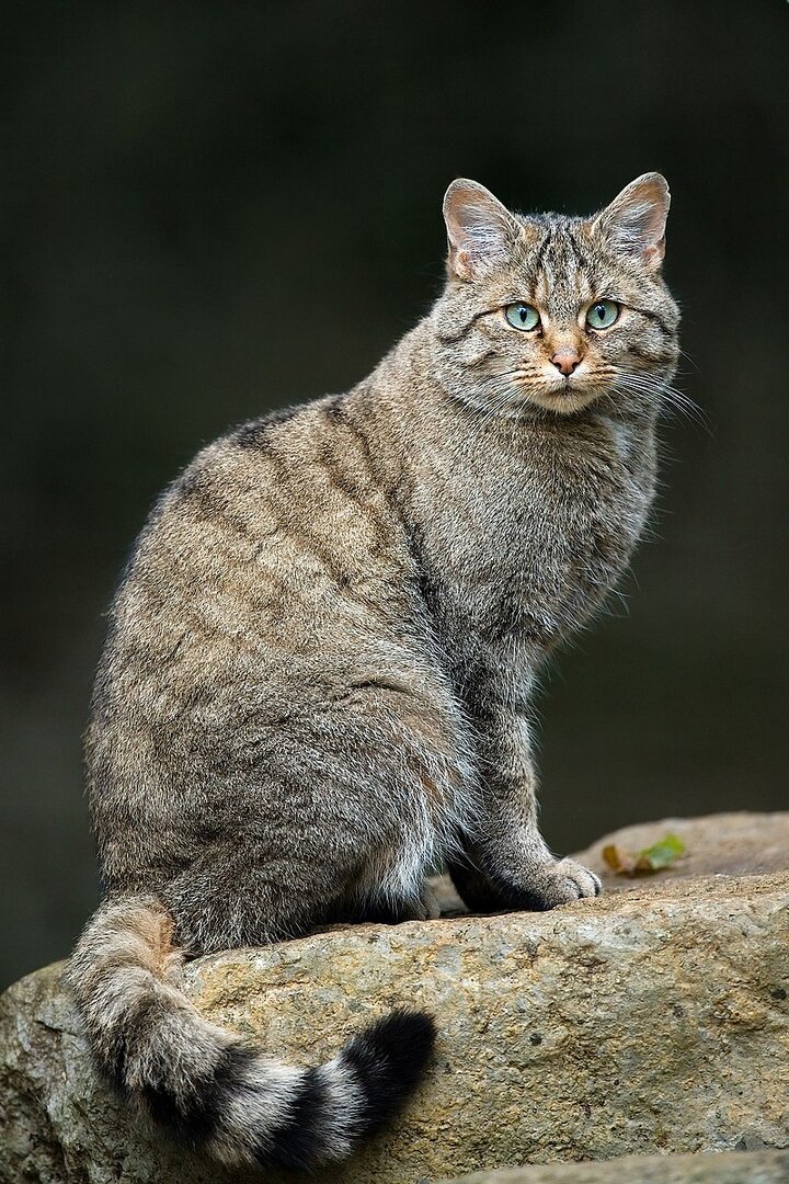 Felis_silvestris_silvestris_Luc_Viatour.jpg