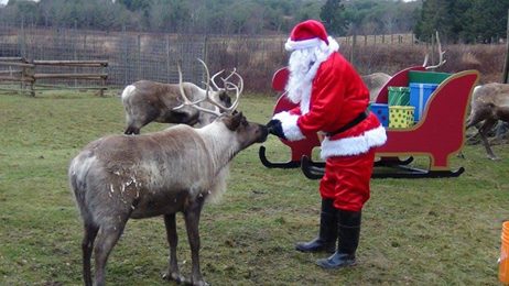 Santa reindeer.jpg