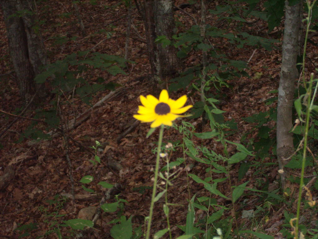 Nantahala National Forest, 13 Aug 2011