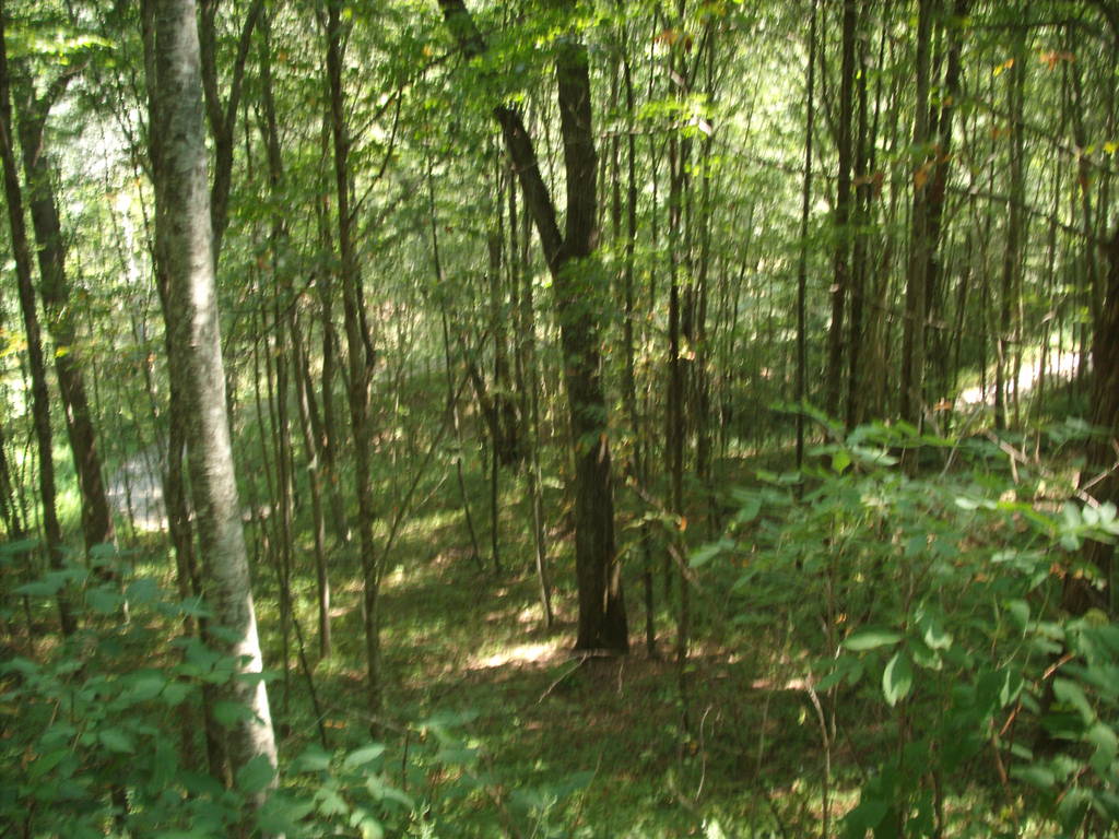 Nantahala National Forest, 13 Aug 2011