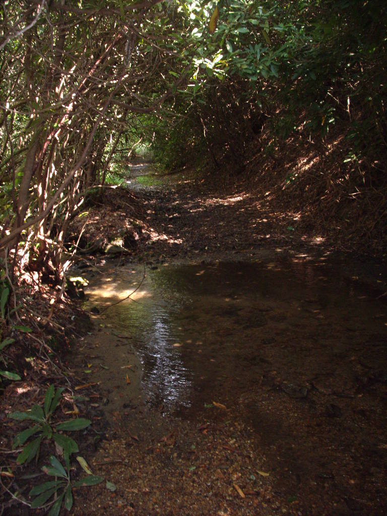 Nantahala National Forest, 13 Aug 2011