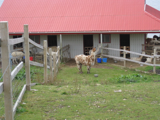 Newfoundland 2011